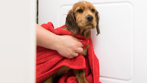 Piccolo cane bagnato che è avvolto in un asciugamano