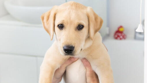 Il cucciolo di Labrador è tenuto in un bagno