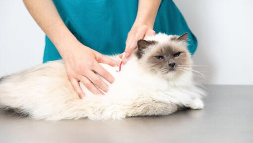 Veterinario che ispeziona la pelliccia di un gatto lanuginoso.