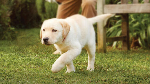 Cucciolo di labrador che cammina in un giardino.