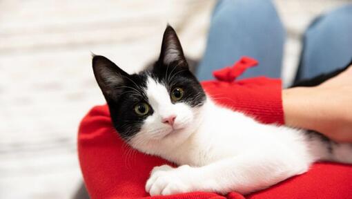 Gattino in bianco e nero che coccole con il proprietario.