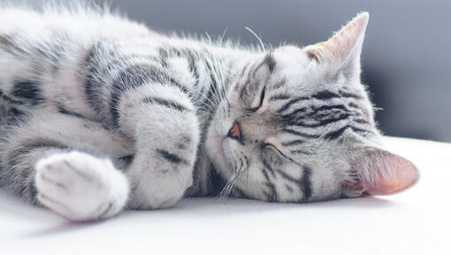 Gattino grigio addormentato