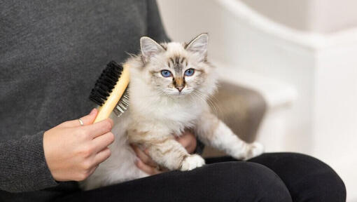 Gattino dai capelli lunghi che è spazzolato