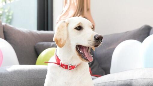 Labrador giallo a casa con la bocca aperta