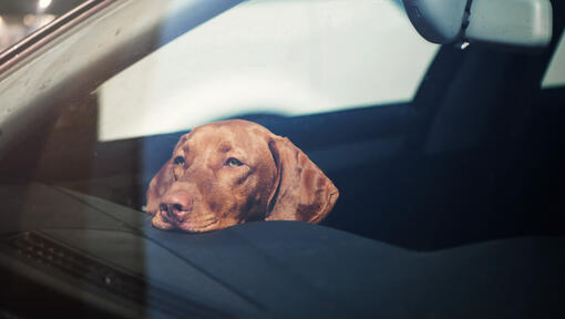 Vizsla Riposo Testa sul dashboard dell'automobile