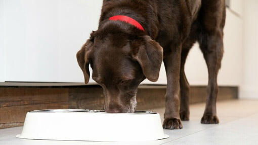 Cane senior che mangia da una ciotola