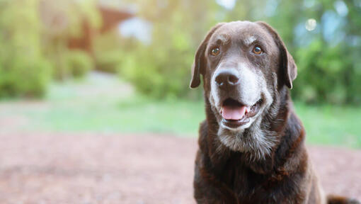 cane senior che si siede dentro