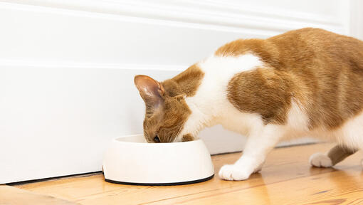 Cat eating food out of a white bowl