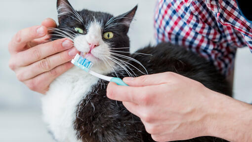 Gatto con spazzolino da denti