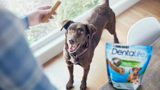 giving a dog dentalife dental chews