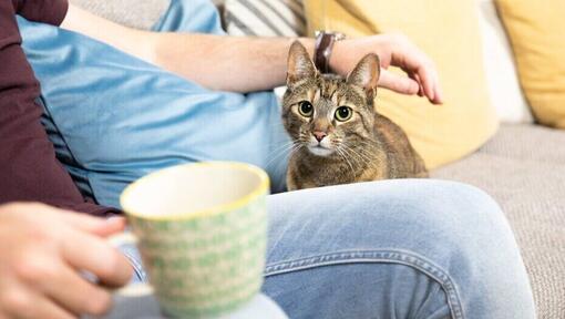 il proprietario che beve il tè mentre il gatto si siede oltre a lui