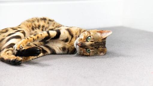 Gatto del Bengala che si arriccia sul pavimento