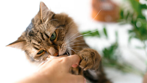 Mano dei proprietari di mordere gatto.