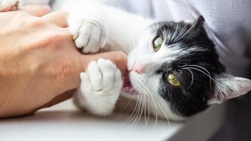 Dito del proprietario del gatto in bianco e nero.