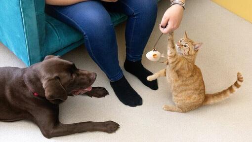 Gatto che gioca con un giocattolo di bacchetta mentre gli orologi del cane