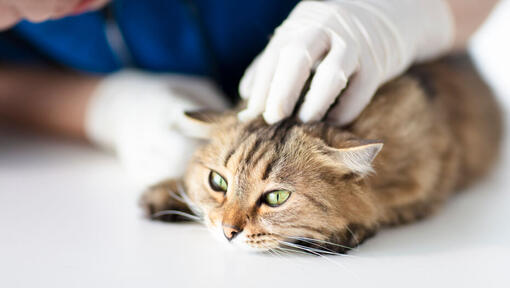Cat examined at vets.