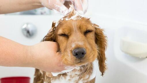 Cucciolo è bagnato con shampoo