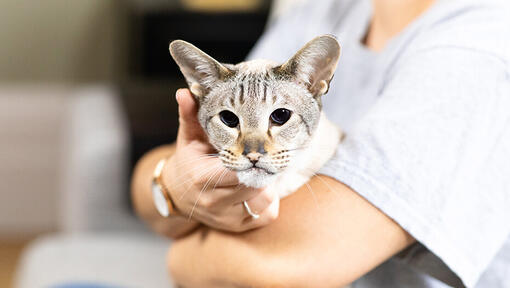 Persona che accarezza il gatto sotto il mento