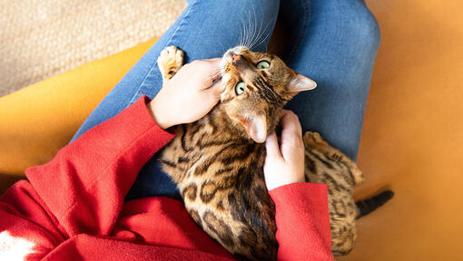 Gatto che si siede sulla donna con il ponticello rosso