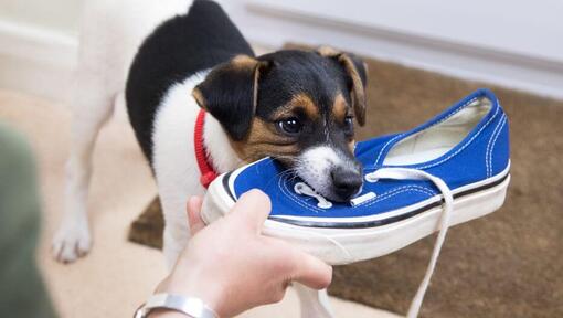 Cucciolo che mastica su una scarpa blu.