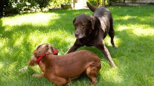 Cucciolo e anziano cane che gioca in un giardino