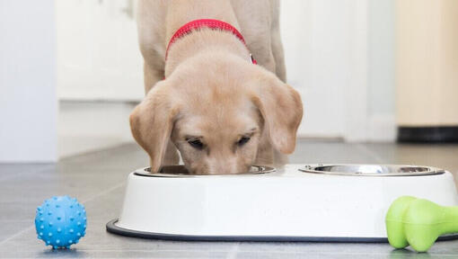 Cucciolo giallo Labrador che mangia da una ciotola