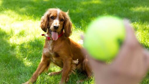 Buon Spaniel Puppy in attesa di una pallina da tennis da lanciare