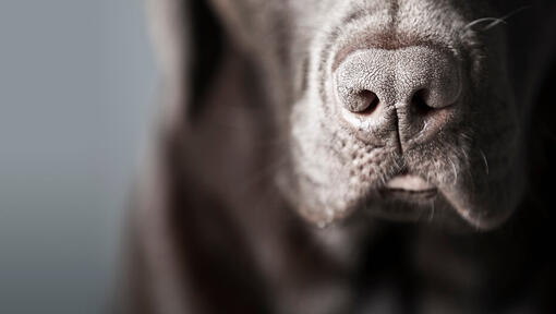 Chiuda in su del naso e dei baffi di un cane