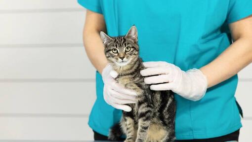 Gatto a strisce frollato scuro sul tavolo veterinario.