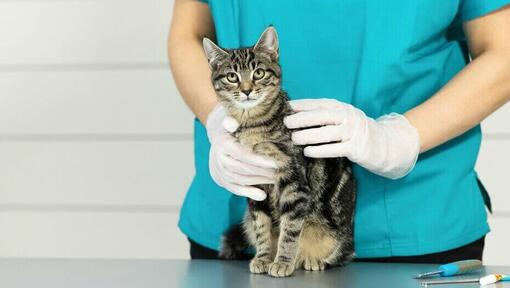 Veterinario che tiene il giovane gattino