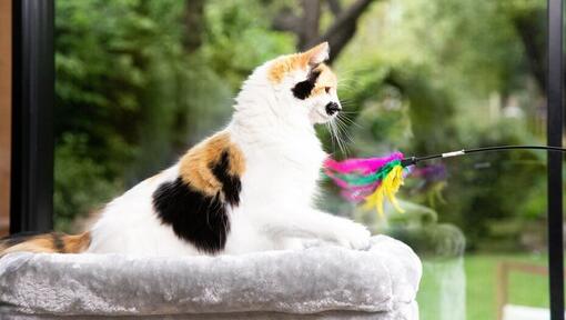 Gattino che gioca con una bacchetta di piume colorate