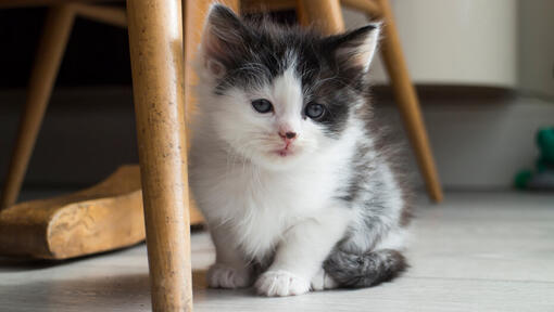 Piccolo gattino seduto sotto una sedia