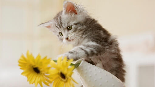 Gattino grigio che bussa sopra un vaso di fiori gialli