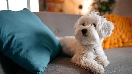 Cane maltese sdraiato sul divano