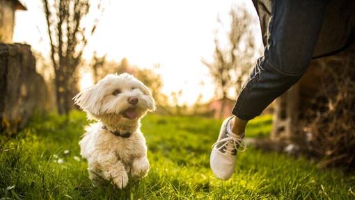 Maltese corre lungo la persona