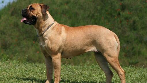 cane mastino