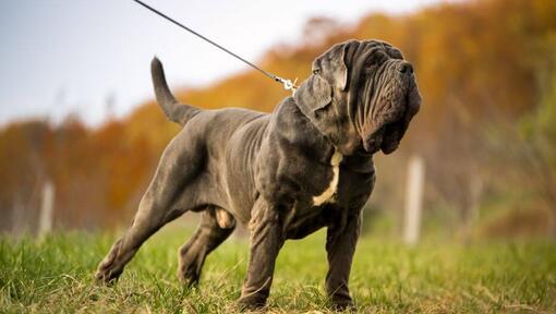 Mastino napoletano al guinzaglio