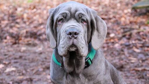 Mastino napoletano con colar verde