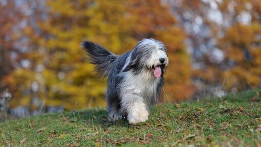 Bobtail corre sul prato