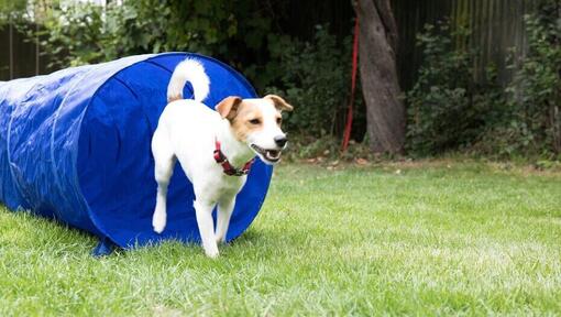 cane che attraversa il tunnel di agilità