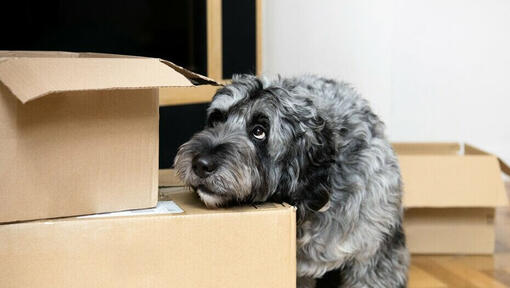 Cane grigio che sembra preoccupato della sua testa che si appoggia alcune scatole di imballaggio.