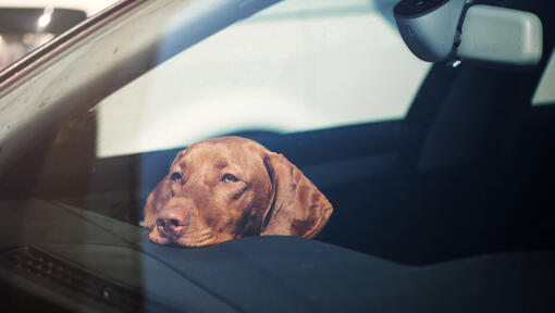 Vizsla Riposo Testa sul dashboard