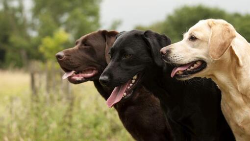 tre labrador insieme