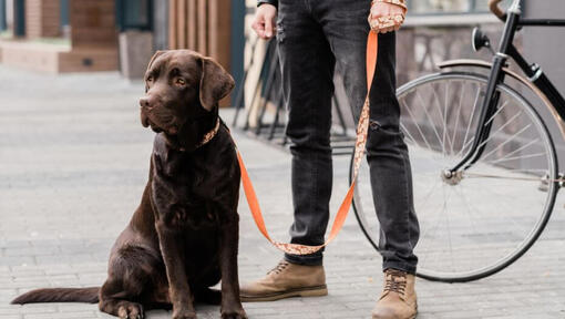 labrador accanto al proprietario