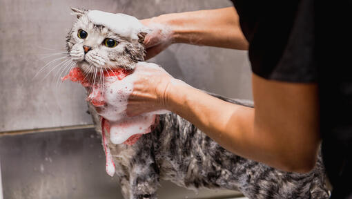 Gatto sfregato nel bagno
