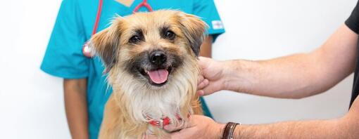 Cane marrone chiaro con la lingua di fuori seduto sul tavolo del veterinario.