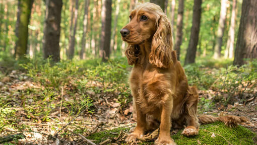 Cocker Spaniel americano (carattere, alimentazione, cura)