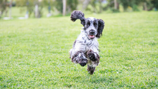 Cocker Spaniel americano (carattere, alimentazione, cura)