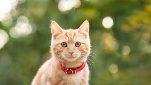 Gatto dello zenzero con colletto rosso e occhi marroni.