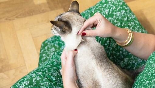 Proprietario che controlla la pelliccia del gatto